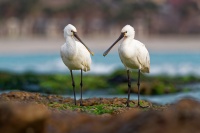 Kolpik bily - Platalea leucorodia - Eurasian Spoonbill o3167